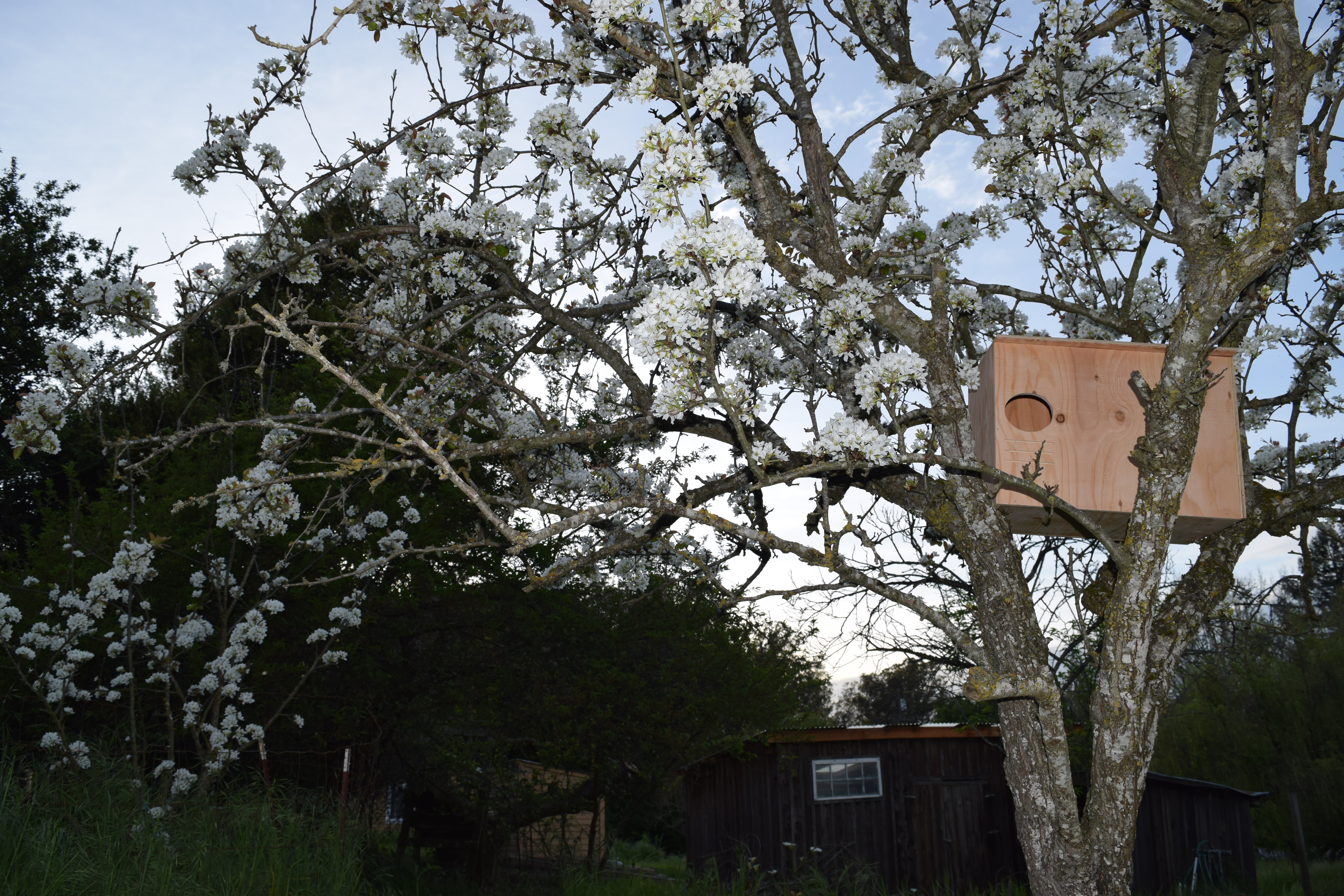 The Owl Abode owl box kit