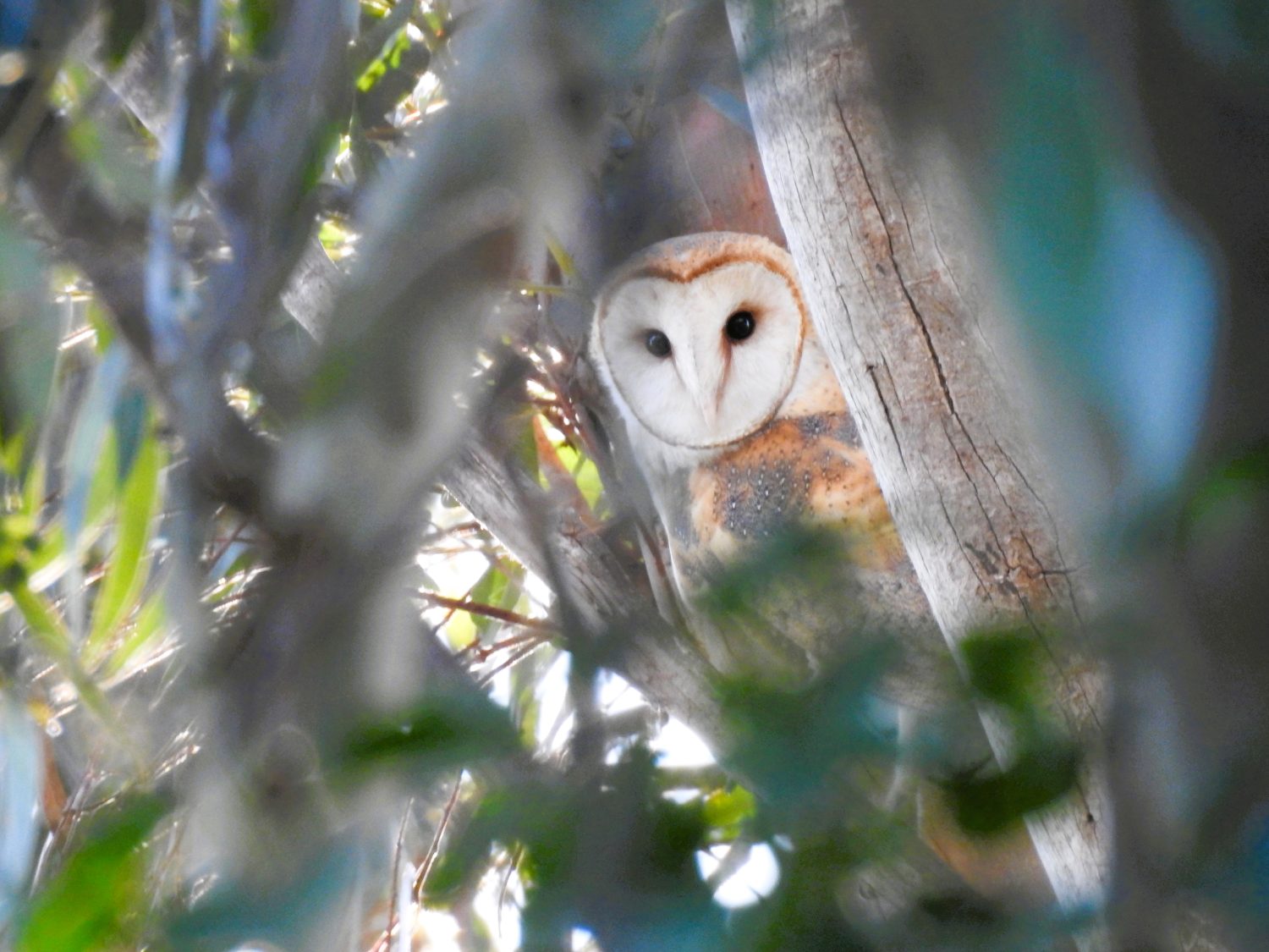 Barn Owl