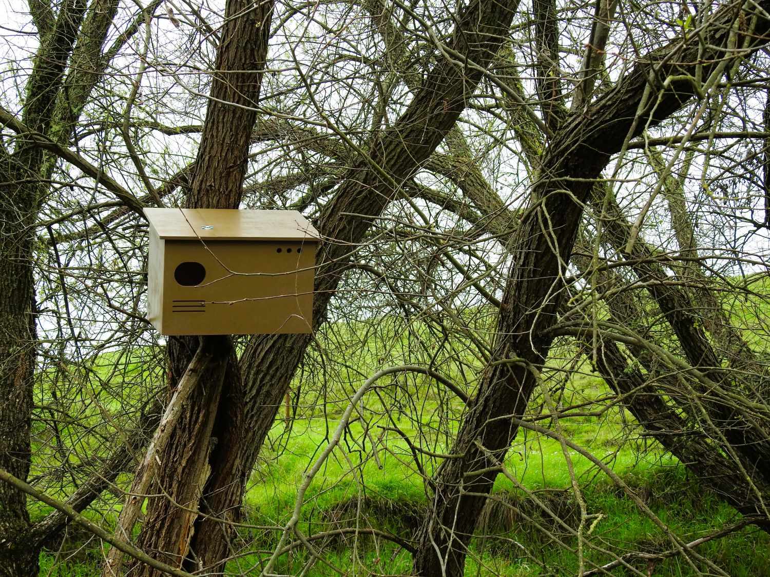 Owl Box willows