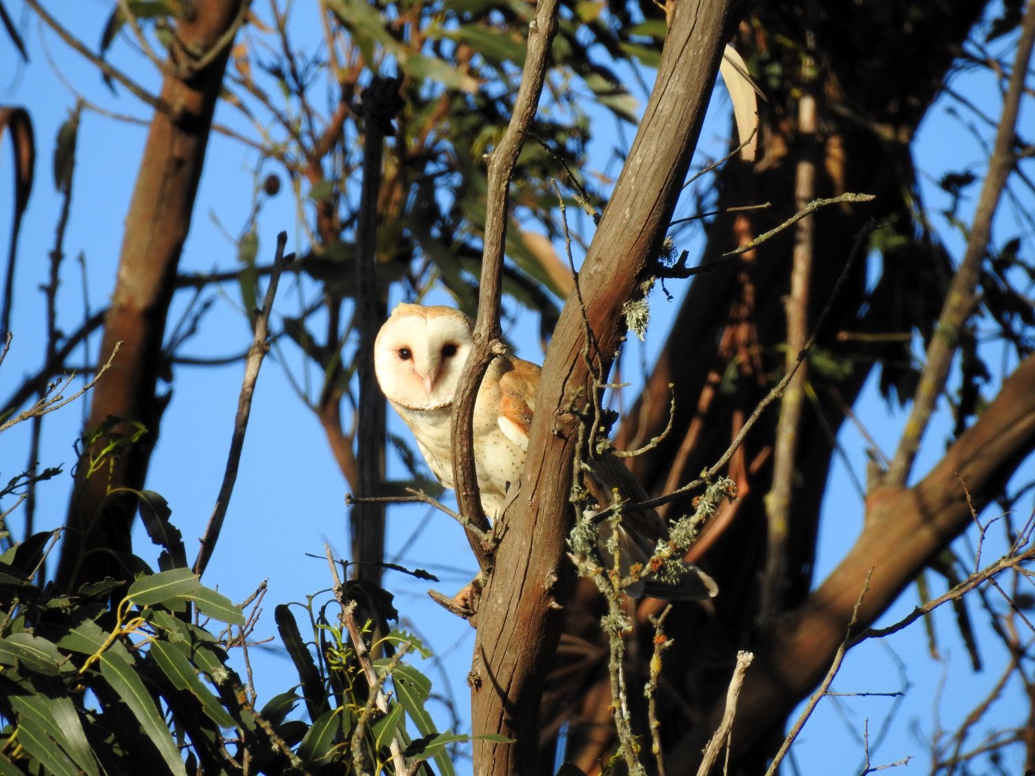 SLT Barn Owl
